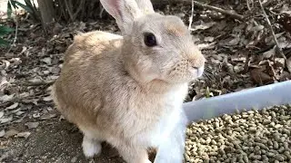 Rabbit realizes he forgot something