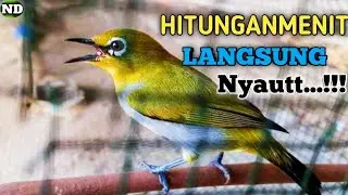 Pleci betina memanggil jantan, Baru dengar Beberapa Menit Jantan Langsung Nyaut Emosi naik