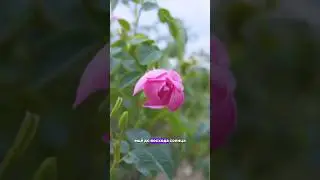 История ЭМ Розы, свойства, как производят, смотрите полное видео на канале. 💜 подписывайтесь 💜