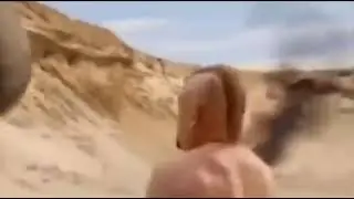 качек выбросил носорога
