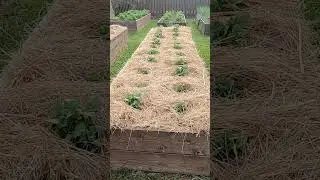 О мульчировании картошки сеном после окучивания