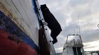 Собака и лестница на яхту.