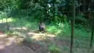 walking monkey