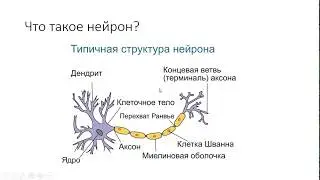 1.1 Нейронные сети. Введение.