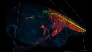 Whole Zebrafish larva 3D animation