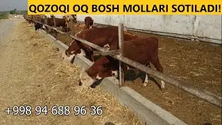 Qozoqi oq bosh MOLLARI SOTILADI! Казахская белоголовая. Bekobod tumani.