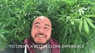 How To Clone Cannabis Like A Pro