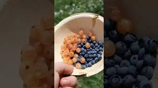 Berry Picking PSA! #berries #gardeningtips #psa