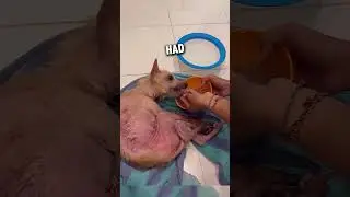 This dog found love in a new home ❤ 