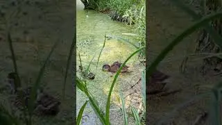 В мире животных.