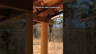 Rolinha faz ninho no mesmo lugar! 