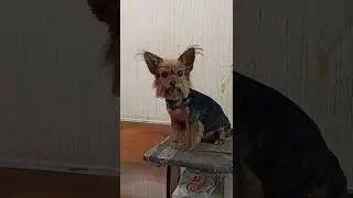 Йорк Фиби подстриглась. Ушки кисточки!