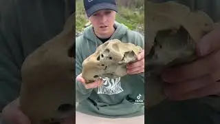 Fossil videos on TikTok