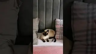 Чем заняться Сиамскому Коту после кастрации? 🐈🐀