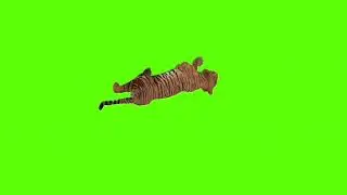Sleeping tiger green screen