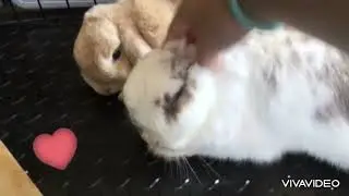 Sleepy bunnies 