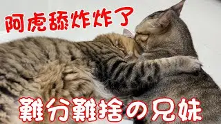 貓咪小短篇-阿虎舔炸炸了❤難分難捨的兄妹