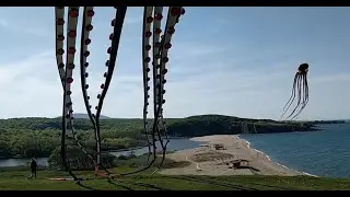 Most Beautiful Giant Kite Octopus