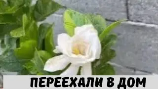 Переехали в Дом, Южные Растения на Территории
