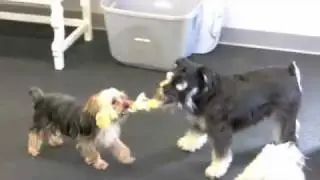 Happy Tug Play