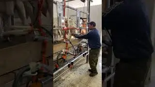 Доильный зал для коз на 6 мест, 3 доильных поста. с возможностью идентификации.