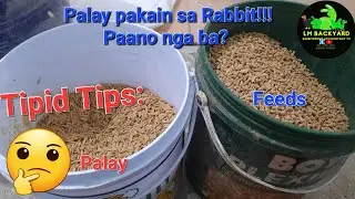 Tipid tips: Palay pwedeng ipakain sa Rabbit. Sobrang natipid tayo. #rabbitfarming #rabbit