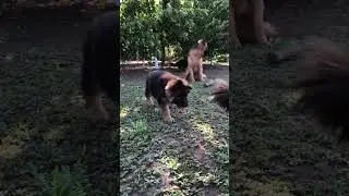Вечерняя гульня🥰❤️‍🔥🔥 