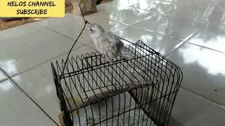 burung parkit gemesin
