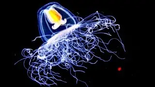 10 Организмов Которые Живут Невероятно Долго (Топ 10)