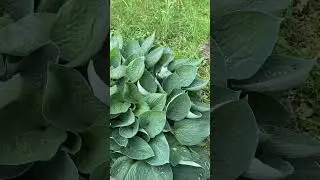 А в деревне красота👍🌹🌹🌹