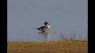 Гибель диких птиц - что это?