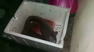 Some big catfish