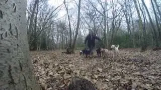 Packs Walks Feb 9th