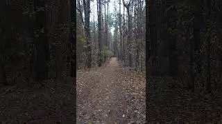 ❗Вышли на разведку за зеленушками🍄27.10.2024 г. Курская область❗ #shorts #nature #funny #грибы #лес