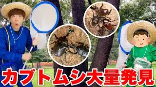 セイキン一家で真夏の虫探したらカブトムシ大量発見!!!【2022夏】