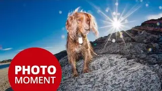 Photo Critique ► Pet Photography with High Speed Sync | PhotoJoseph’s Photo Moment 2017-01-30