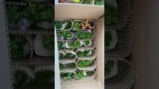Упаковка на доставку по России #вегетативнаяпетуния #петуния #черенки о