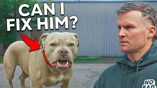 This Aggressive Dog Was Given Away By THREE Families.. Until Now