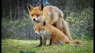 Babyfox loves his mother....Supercute..!!!