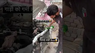 gaddi koi pali bear 