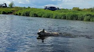 Самостоятельные заплывы щенка