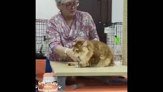 Котята курильский бобтейл. Семён Семёныч сын нашего Цезаря. Выставка кошек г.Ставрополь.