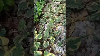Houttuynia Cordata Chameleon Plant