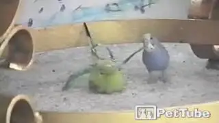 Parakeet Ties Up Bird With Ribbon - PetTube