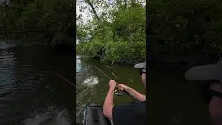 Enorme attaque de silure en surface  #fishing #catfish