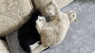 Cute Sleepy Cats