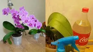 Как восстановились орхидеи после потери тургора🌱