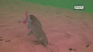 ХАРИУС  Thymallus thymallus. О чём молчат рыбы 91. Grayling. Europäische Äsche. 茴魚