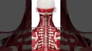 The Human Muscle System: A Powerhouse of Movement  #anatomy  #medical