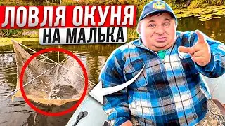 Ловля окуня на малька